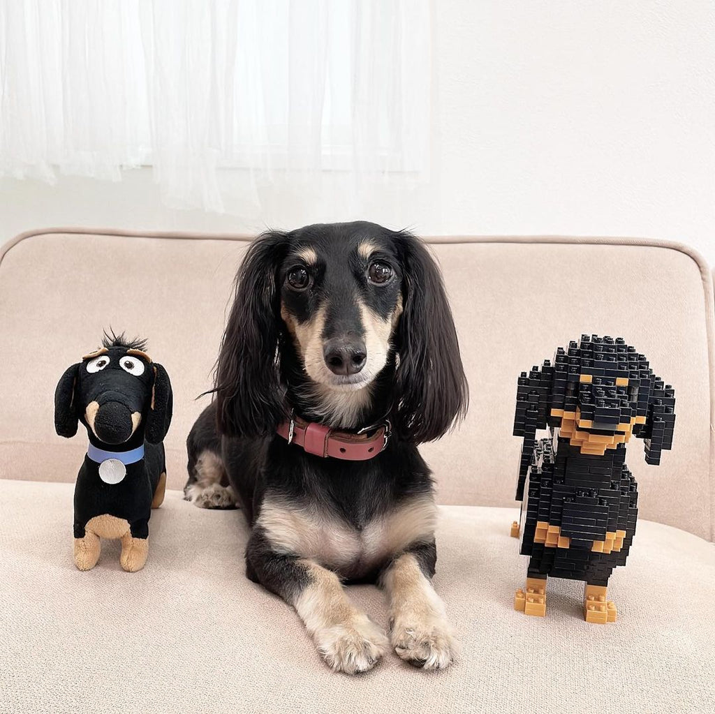 Dachshund (SALE)